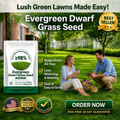 🔥Last Day Promotion 49% OFF🔥🌱2026 Evergreen Dwarf Grass Seed for Four Seasons| Durable, Vibrant Green All Year